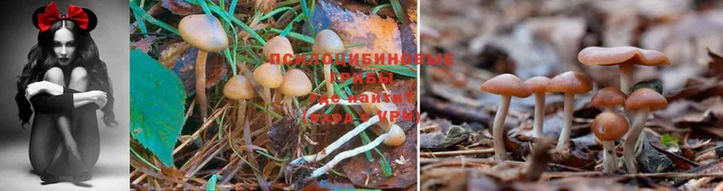 Галлюциногенные грибы Psilocybe Грайворон